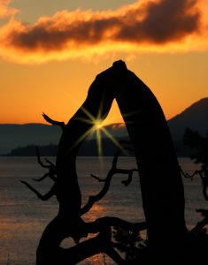 Sunset sparkles against driftwood, Pender Island BC