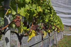 Grapes protected by netting, Saturna Island BC
