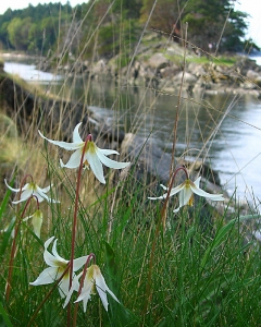 Fawn lilies at Boat Passage, Saturna Island.